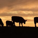 Argentina y EE.UU.: ¿Nuevo acuerdo, nueva oportunidad para el agro 🇦🇷🤝🇺🇸?