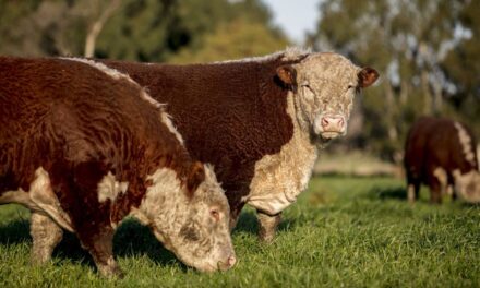 ¡Atención! La carne argentina se prepara para un cambio clave en Europa 🐄🌍